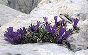 Parco Nazionale del Gran Sasso d'italia  flora