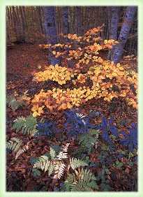 Sottobosco autunnale nella Valle dell'Orfento