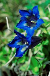 Flora Parco Nazionale d'Abruzzo: la Genziana