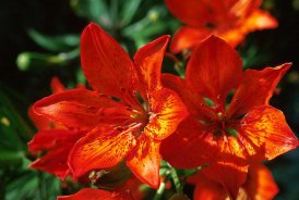 Flora Parco Nazionale d'Abruzzo: giglio rosso