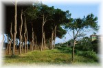 Una delle piu' suggestive pinete del litorale abruzzese ha reso famose la cittadina e le belle spiagge sabbiose di Pineto