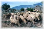 Un gregge di pecore al pascolo sulle colline abruzzesi